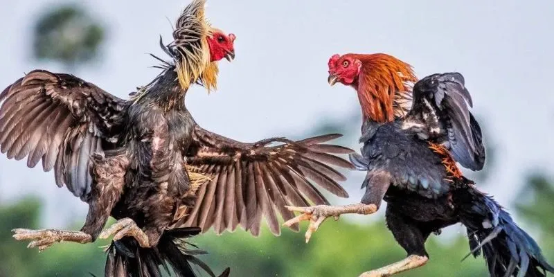 Luật đấu gà chọi đơn giản nhưng cần nắm rõ