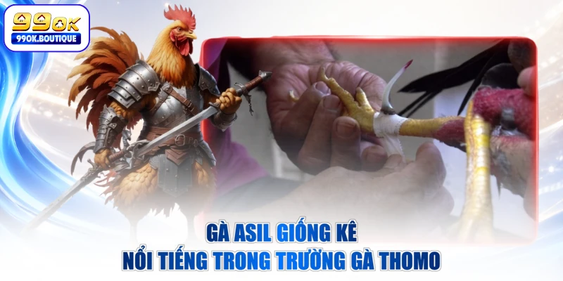Gà Asil giống kê nổi tiếng trong trường gà Thomo